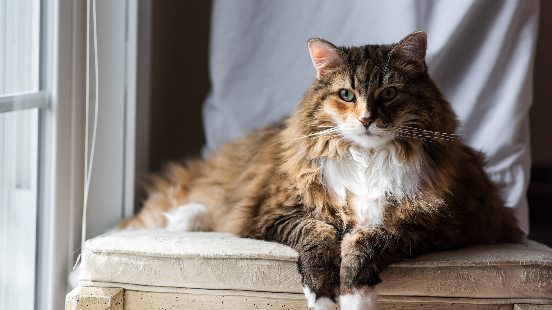 Grande, un Maine Coon está descansando en una silla mientras observa el mundo exterior por una ventana