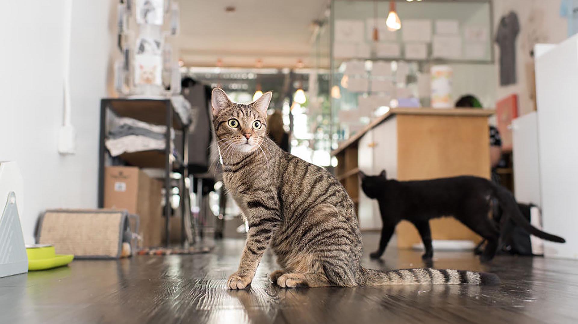Un gatito es sorprendido en una oficina, mientras su amigo pasa desapercibido
