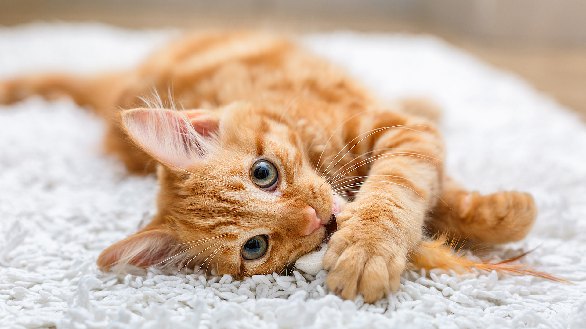 Al gatito Harry le encanta jugar con los juguetes y la alfombra Esto lo hace sentir como un verdadero depredador.