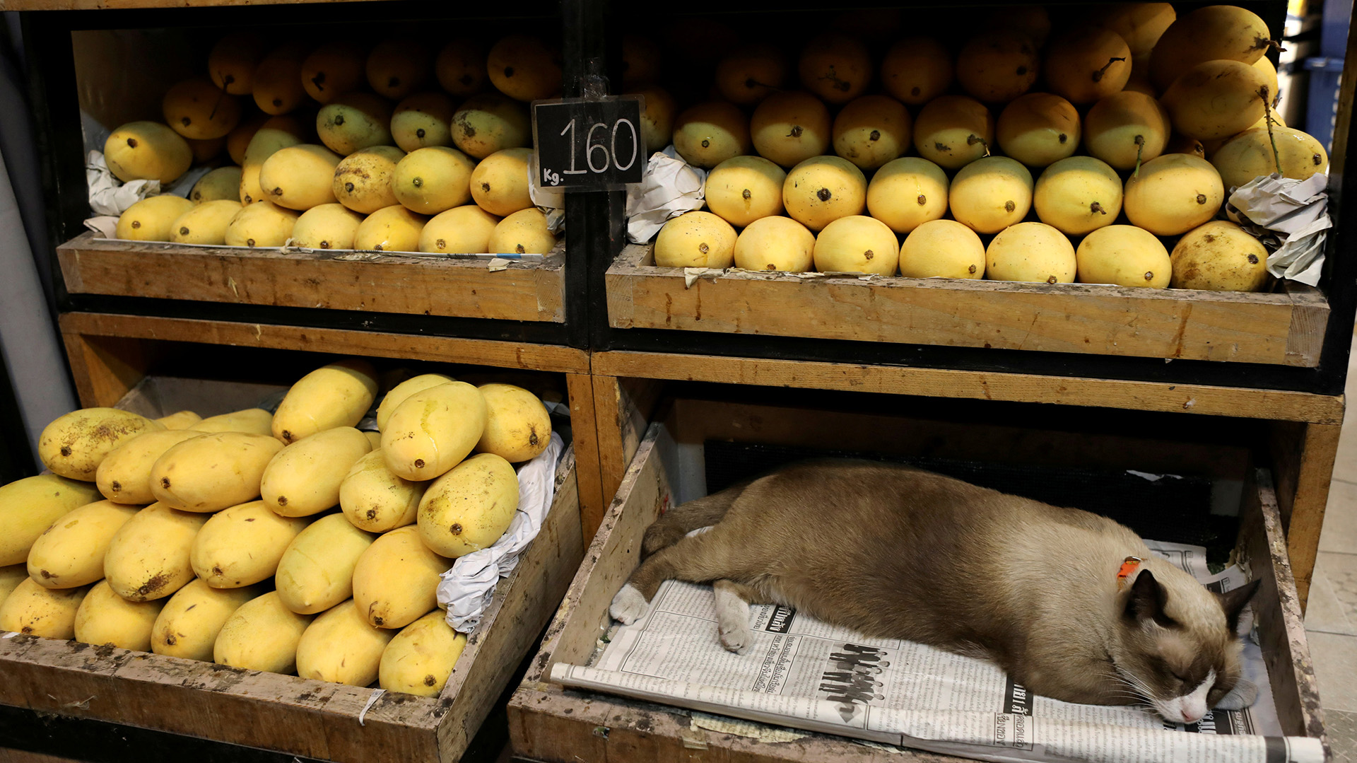 Un gato duerme en la única caja vacía en una tienda de mangos en Bangkok, Tailandia, el 6 de diciembre de 2018.
