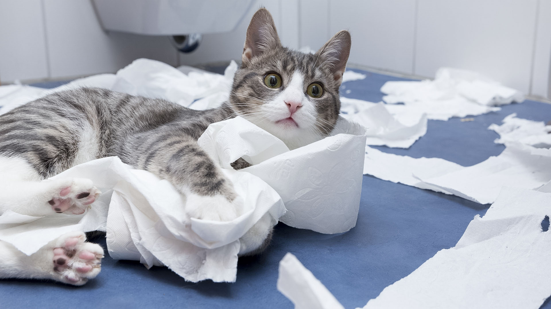Un pequeño felino jugando con un rollo de papel higiénico