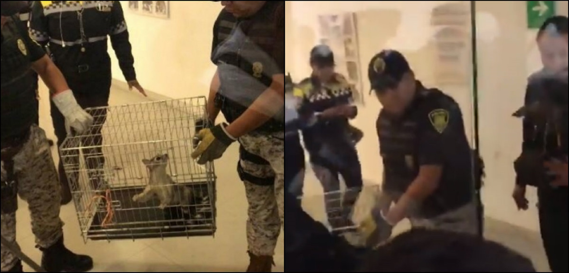 Al menos cinco personas participaron en el rescate del animal (Foto: Twitter @karenor)