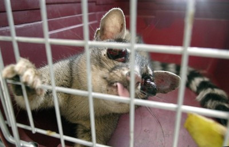 El cacomixtle se caracteriza por sus ojos saltones de color púrpura, y su cola con anillos blancos (Foto: EFE)