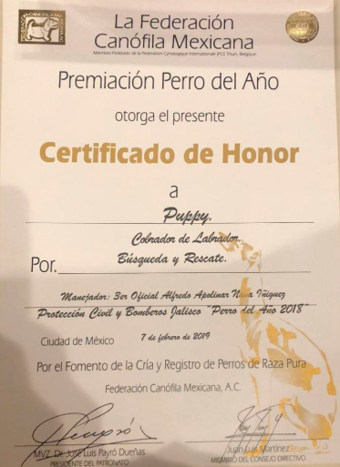 El diploma reconoce la contribución de Puppy como perro de “búsqueda y rescate” (Foto: Twitter @PCJalisco)
