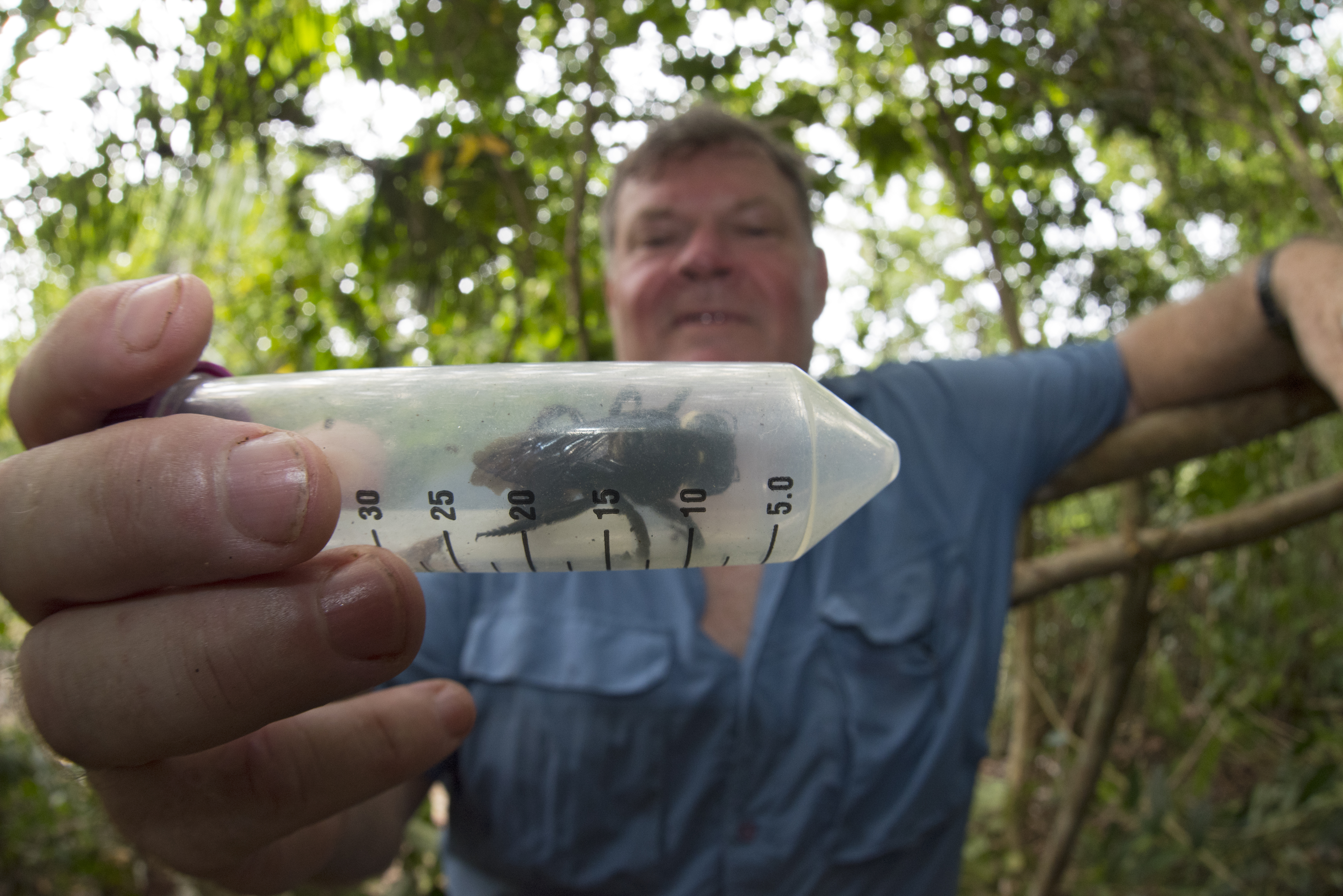 Simon Robson de la Universidad de Sídney con un espécimen vivo. Es la primera vez que una “Megachile pluto” viva ha sido fotografiada y videograbada. Foto: Clay Bolt