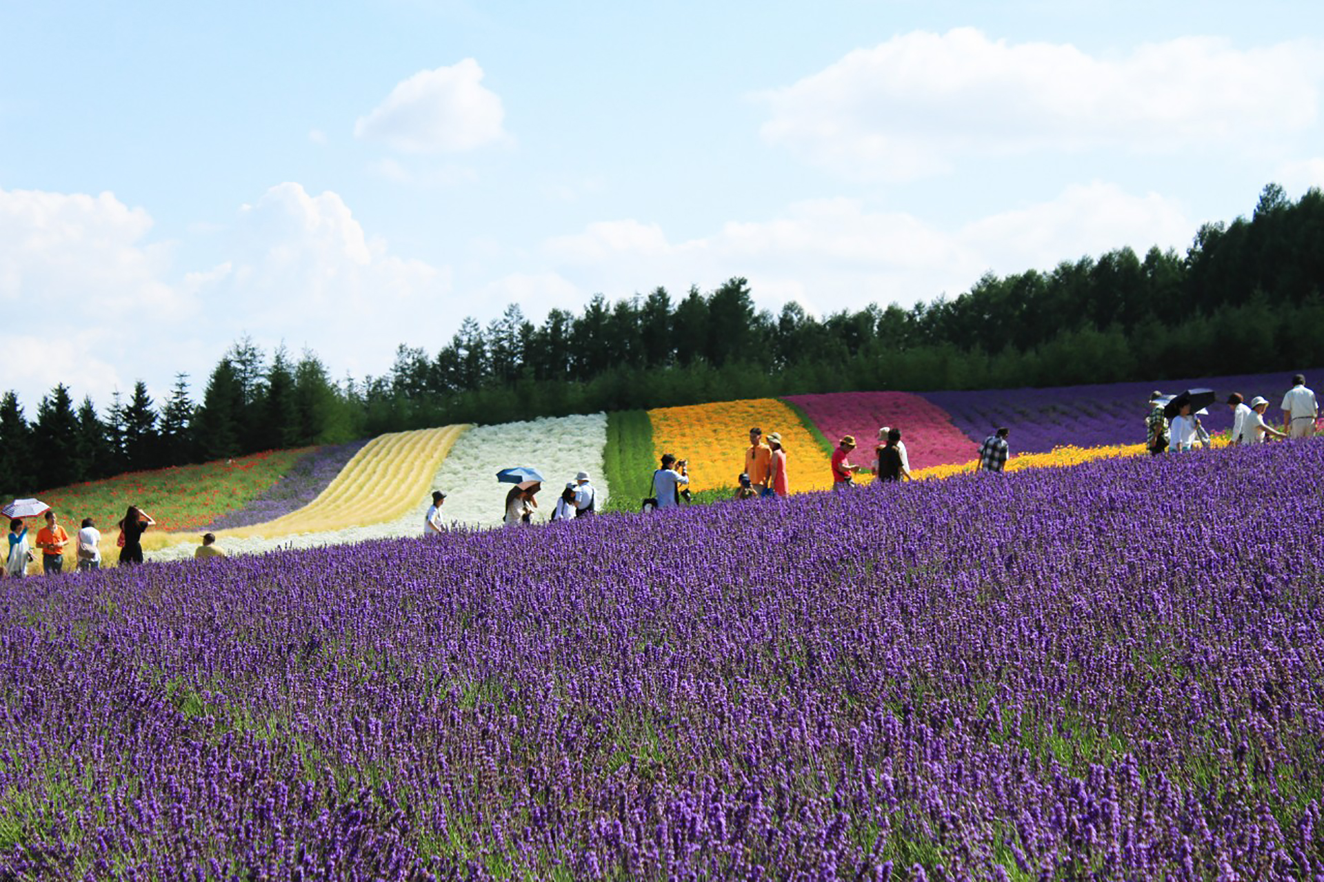 Los campos de lavanda de Furano (Japan National Tourism Organization)