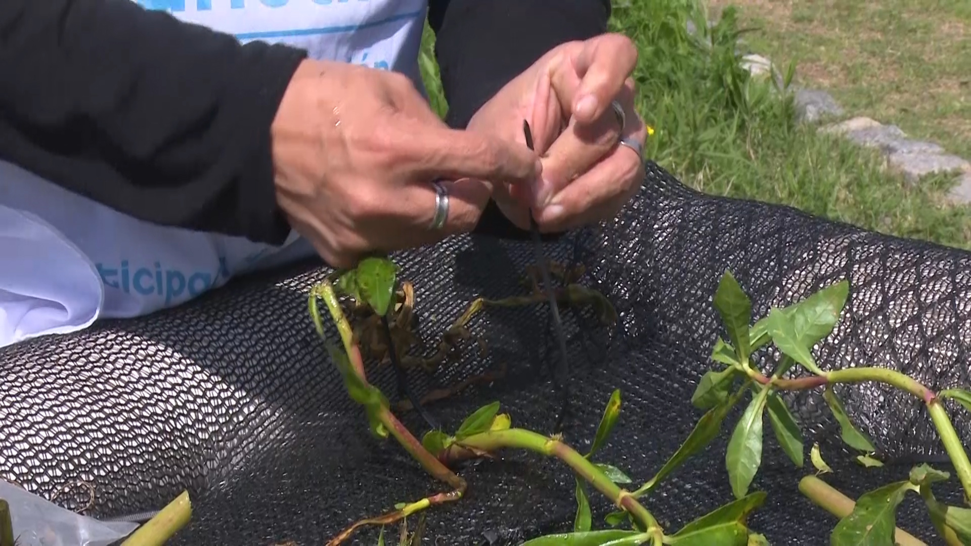 La acción conjunta entre profesionales, funcionarios y vecinos está logrando reconstituir parte de su flora y la fauna nativa