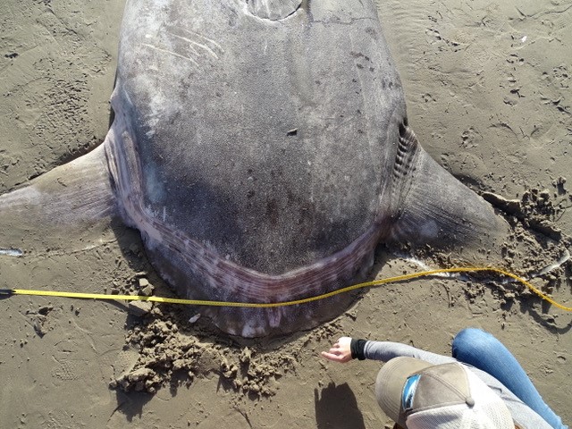 Los expertos se negaban a afirmar que se trataba de un Mola tecta, que debe su nombre al término del latín “tectus”, que significa oculto, por la dificultad de encontrar a este animal en la naturaleza (Foto: Facebook @CoalOilPointReserve)