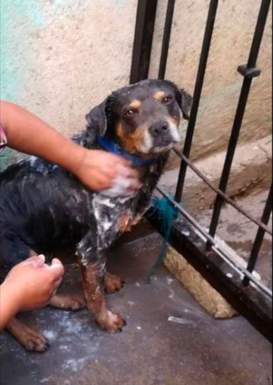 Mazapán ya tiene su cuenta de Twitter (Foto: Facebook)