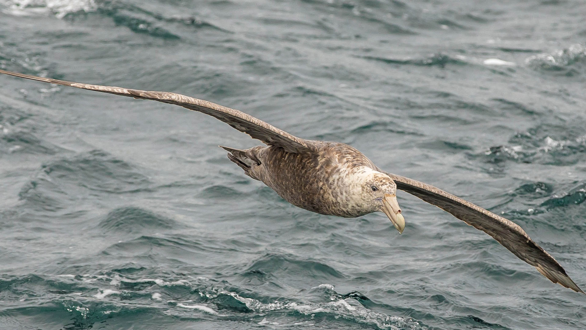 El petrel, ave de características únicas, es uno de los ejemplares más buscados por los que fotografían el Atlántico Sur. Foto: Fundación Foro para la Conservación del Mar Patagónico.