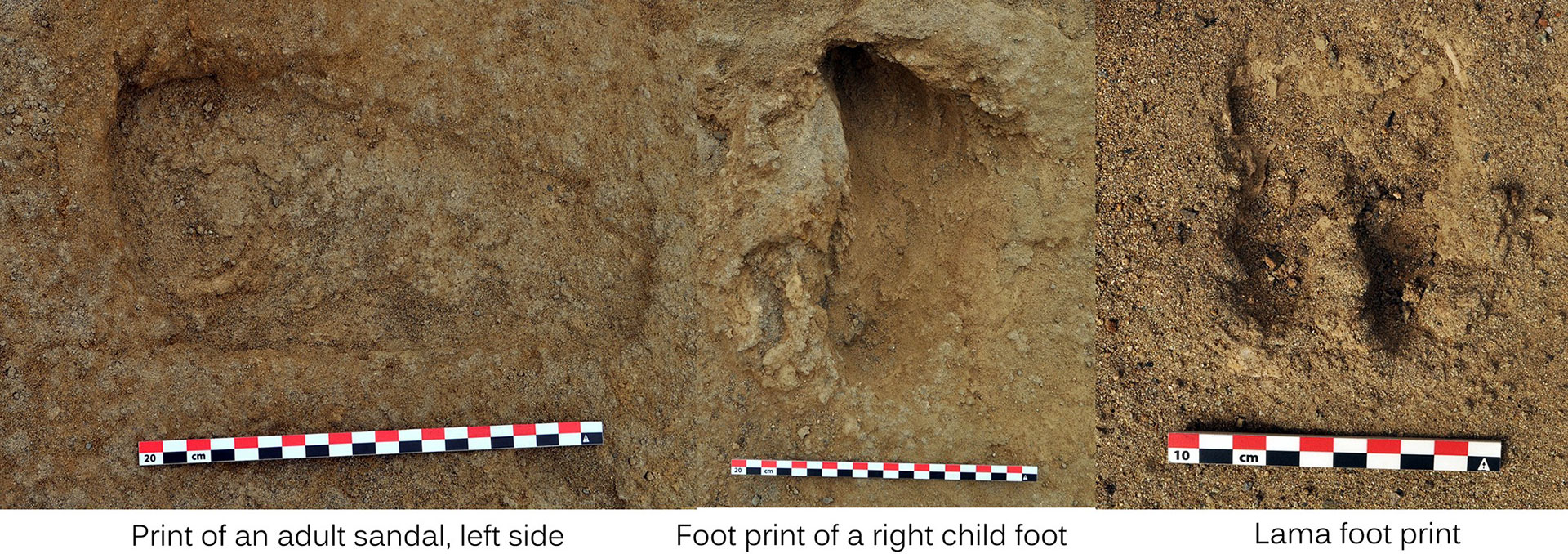 Huellas de un humano adulto, de un niño y de una llama (journals.plos.org)