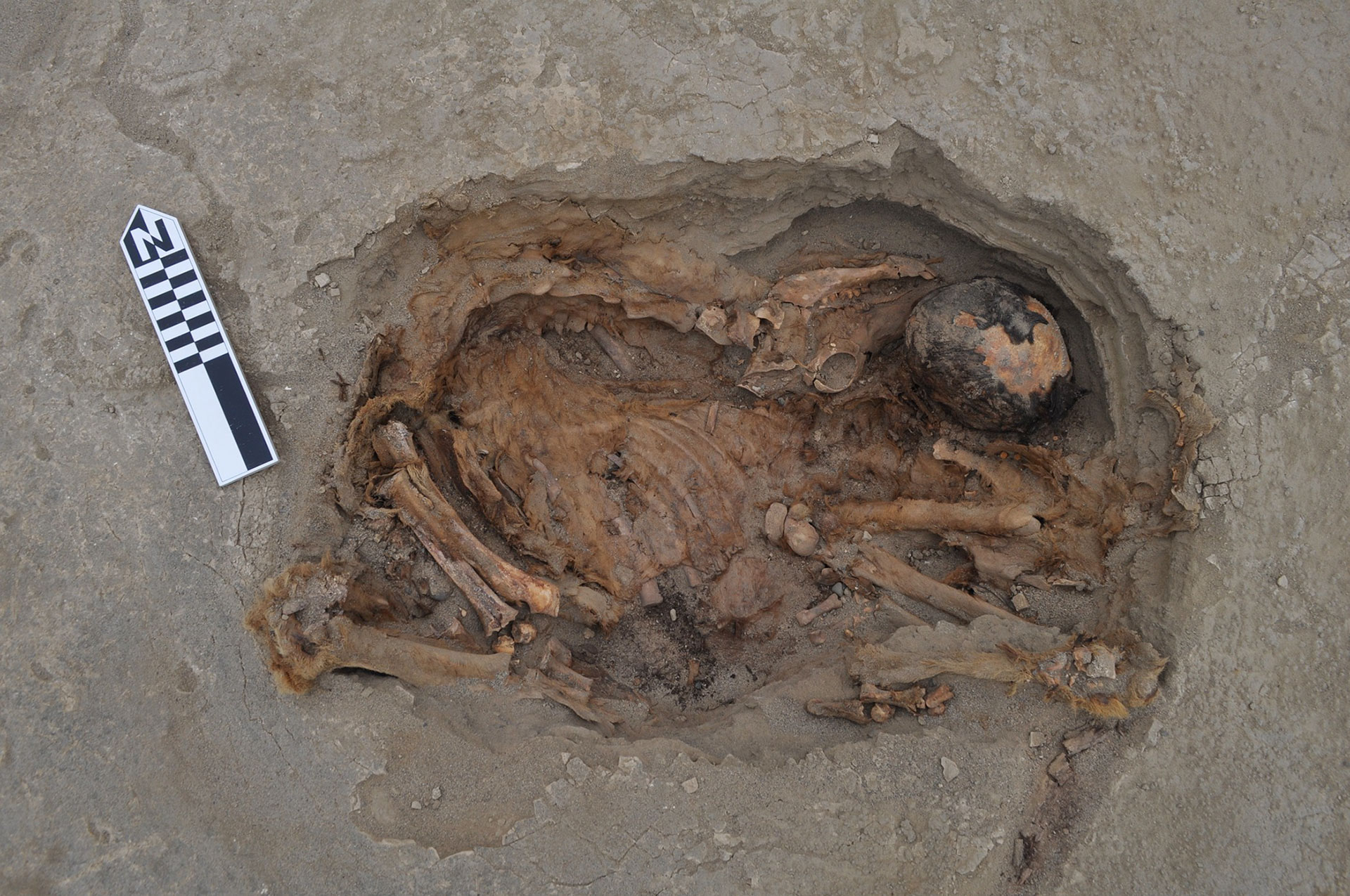 El esqueleto de una llama, mirando hacia los Andes, en el este (journals.plos.org)