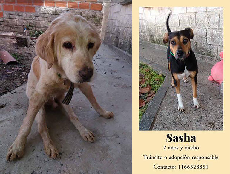 Algunos de los perros que cuidaba Sandra y que ahora buscan ser adoptados.