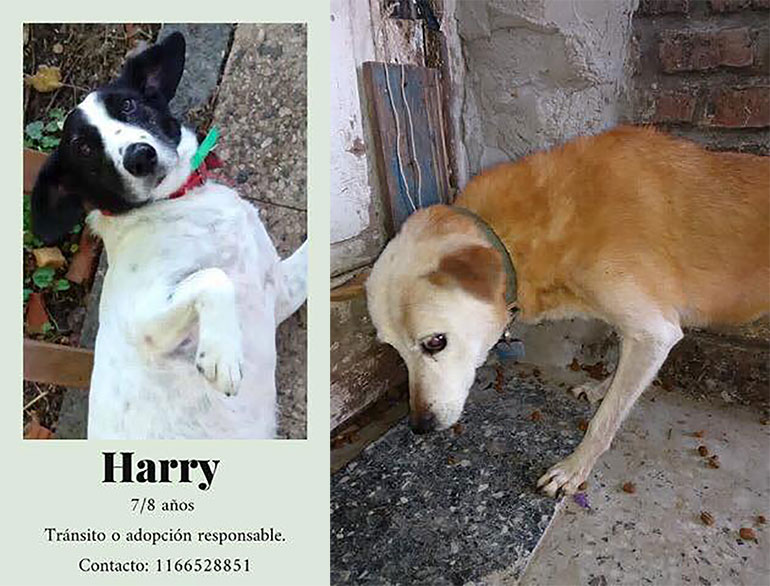 Algunos de los perros que cuidaba Sandra y que ahora buscan ser adoptados