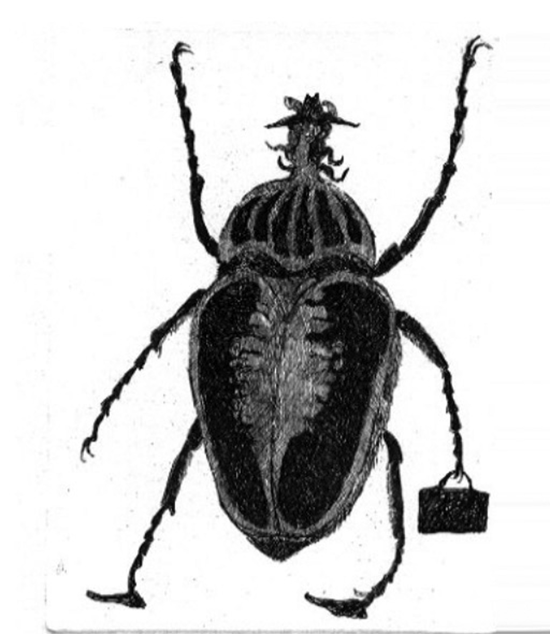 Insecto con portafolios. Ilustraciones de Inari Khron