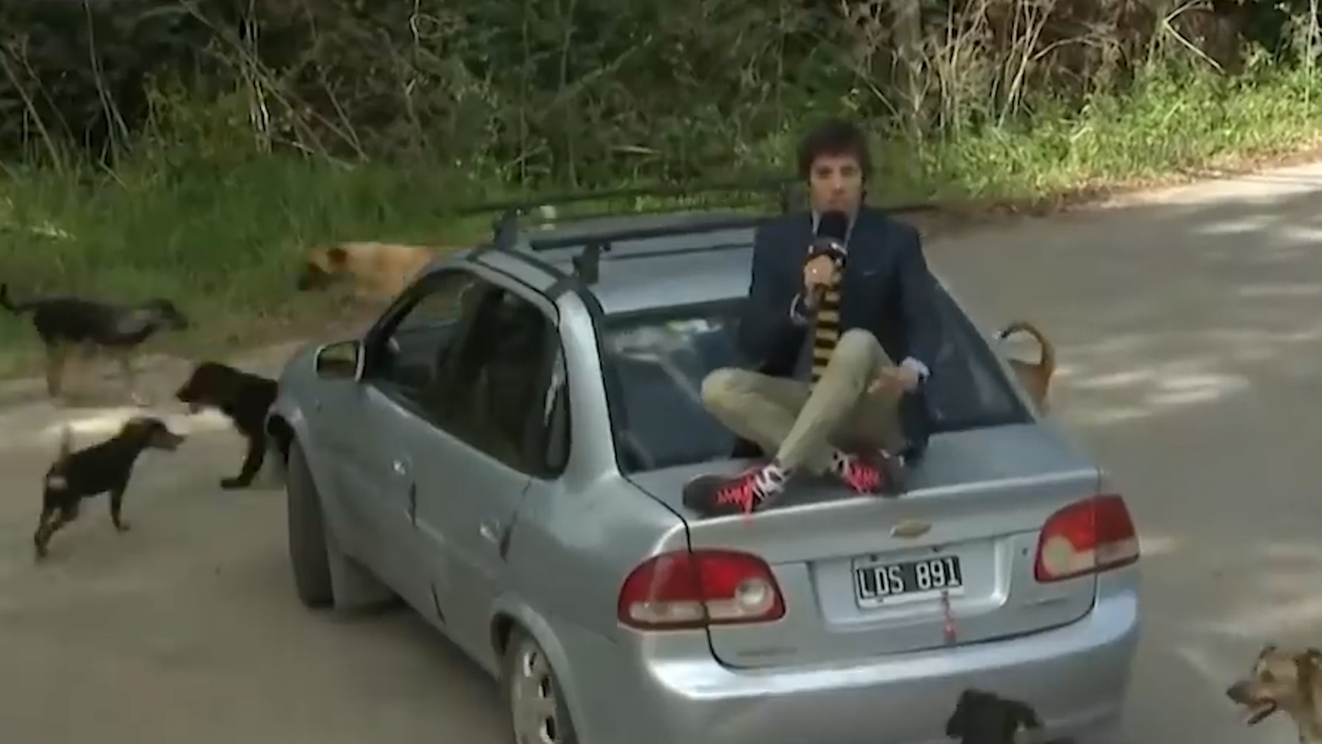 El cronista buscó refugio sobre el baúl de un auto en movimiento para que no se le acerquen los perros