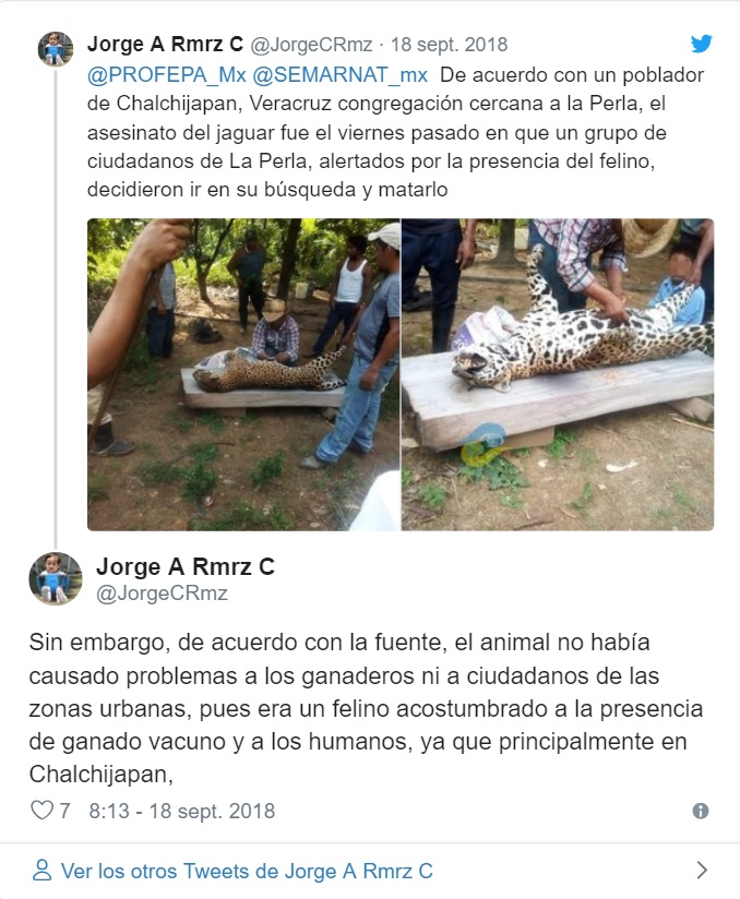denuncia jaguar