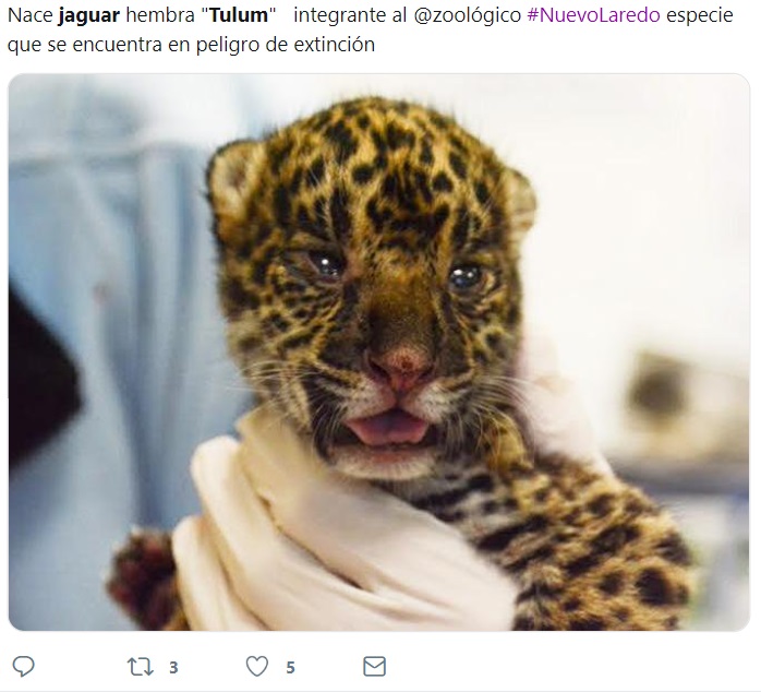 bebe jaguar
