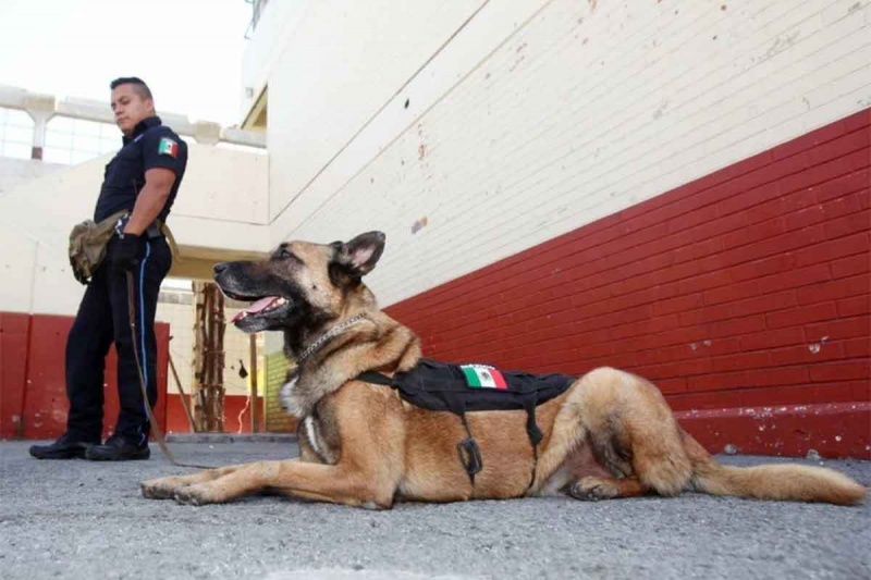 “Capo” se retira a sus casi 11 años, a diferencia de otros oficiales caninos que suelen jubilarse a los ocho (Foto: Gobierno de Ecatepec de Morelos)