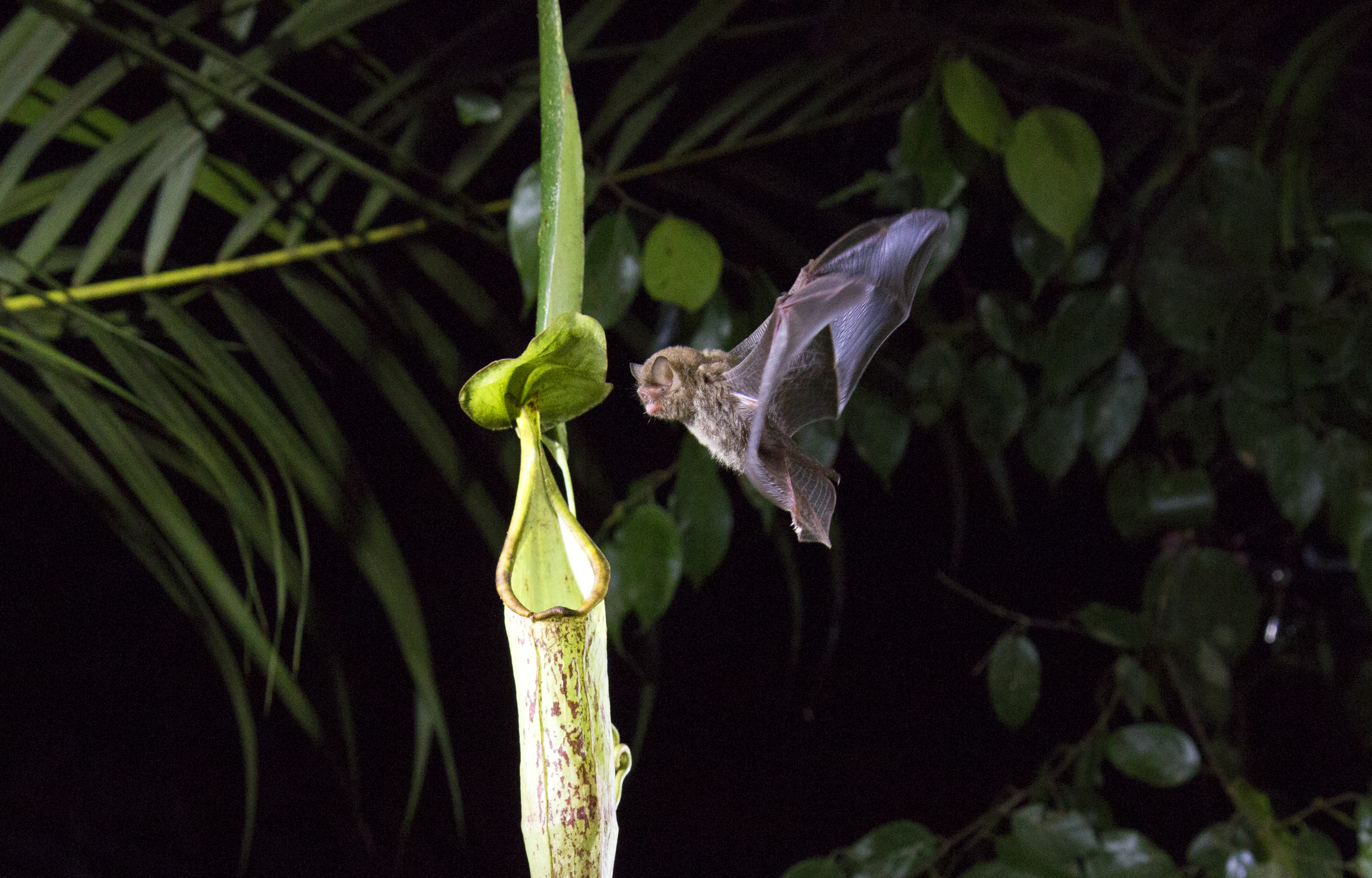 Presenta imágenes nunca vistas de la naturaleza y sus hábitats (Foto: Netflix)