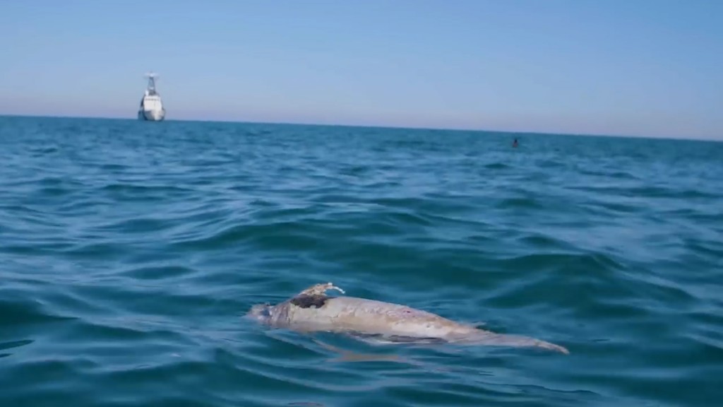 La supervivencia del animal se complica, ya que la caza ilegal de la totoaba, un manjar en China, ha contribuido a la muerte de la vaquita marina (Foto: Archivo)