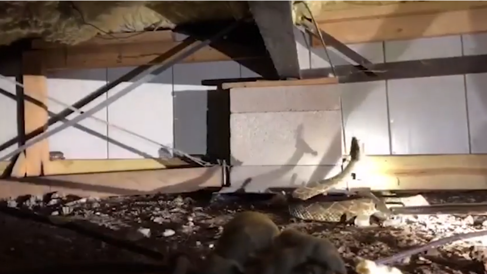 El propietario de la vivienda se comunicó con la empresa de Hawkins para explicar que había visto “unas pocas” serpientes bajo su casa. Pero cuando llegaron los expertos advirtieron que eran más que solo “unas pocas” (Foto: Nathan Hawking/Big County Snake Removal)