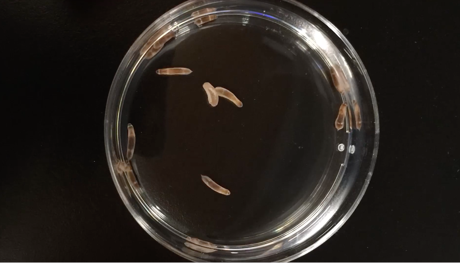 Los investigadores encontraron en el gusano pantera de tres bandas un “gen de control maestro” que dirige una serie de otros procesos al activar o desactivar otros genes Foto: (The Harvard Gazette)