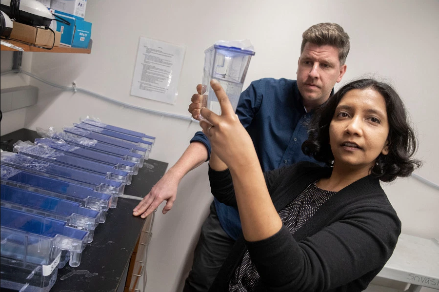 Mansi Srivastava y Andrew Gehrke encontraron que una sección de ADN que controla la activación de respuesta temprana de crecimiento, o EGR, que también está presente en los humanos Foto: (The Harvard Gazette)