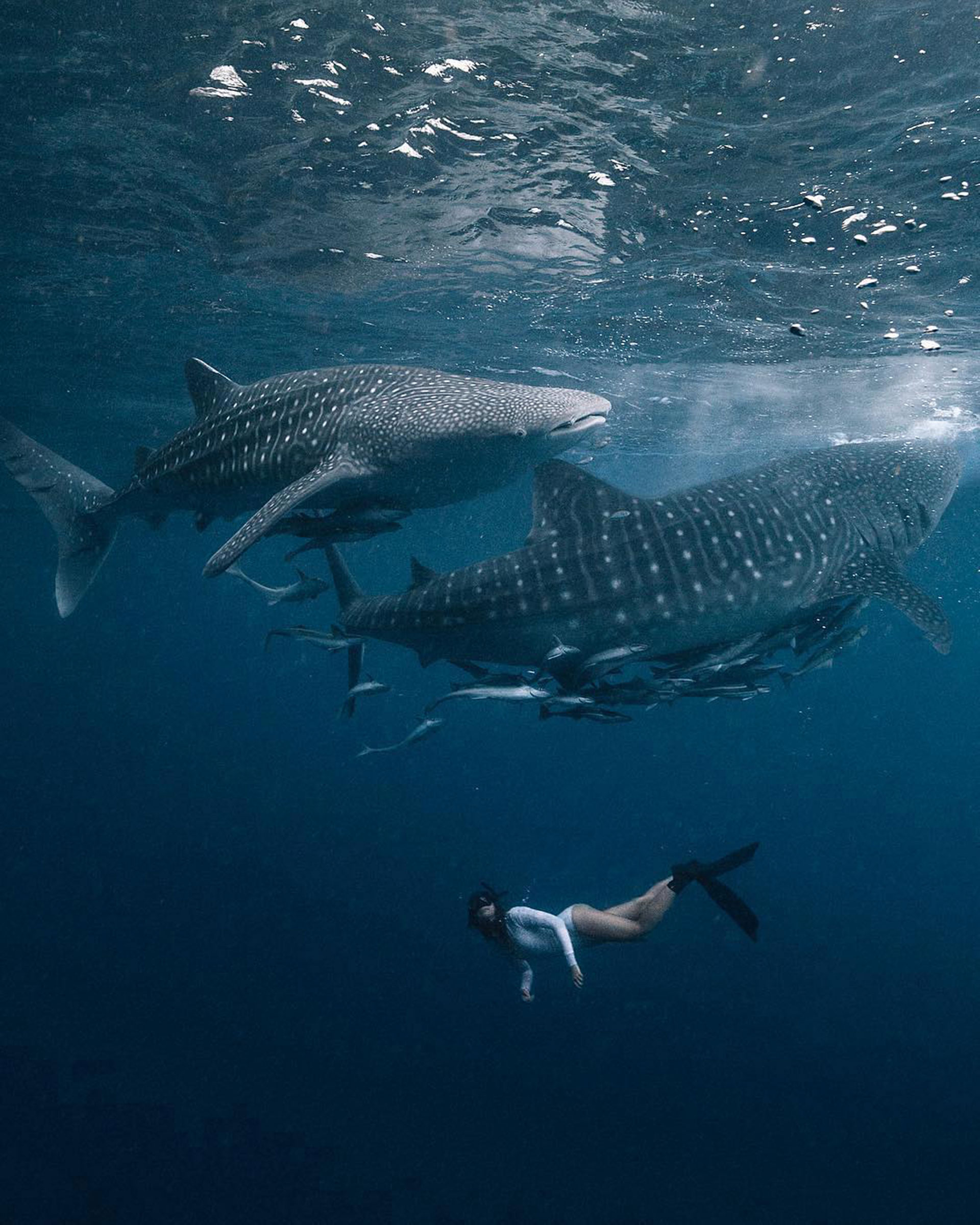 el archipiélago de Wakatobi ofrece arrecifes prácticamente inexplorados entre sus 143 islas (Instagram / @indtravel)