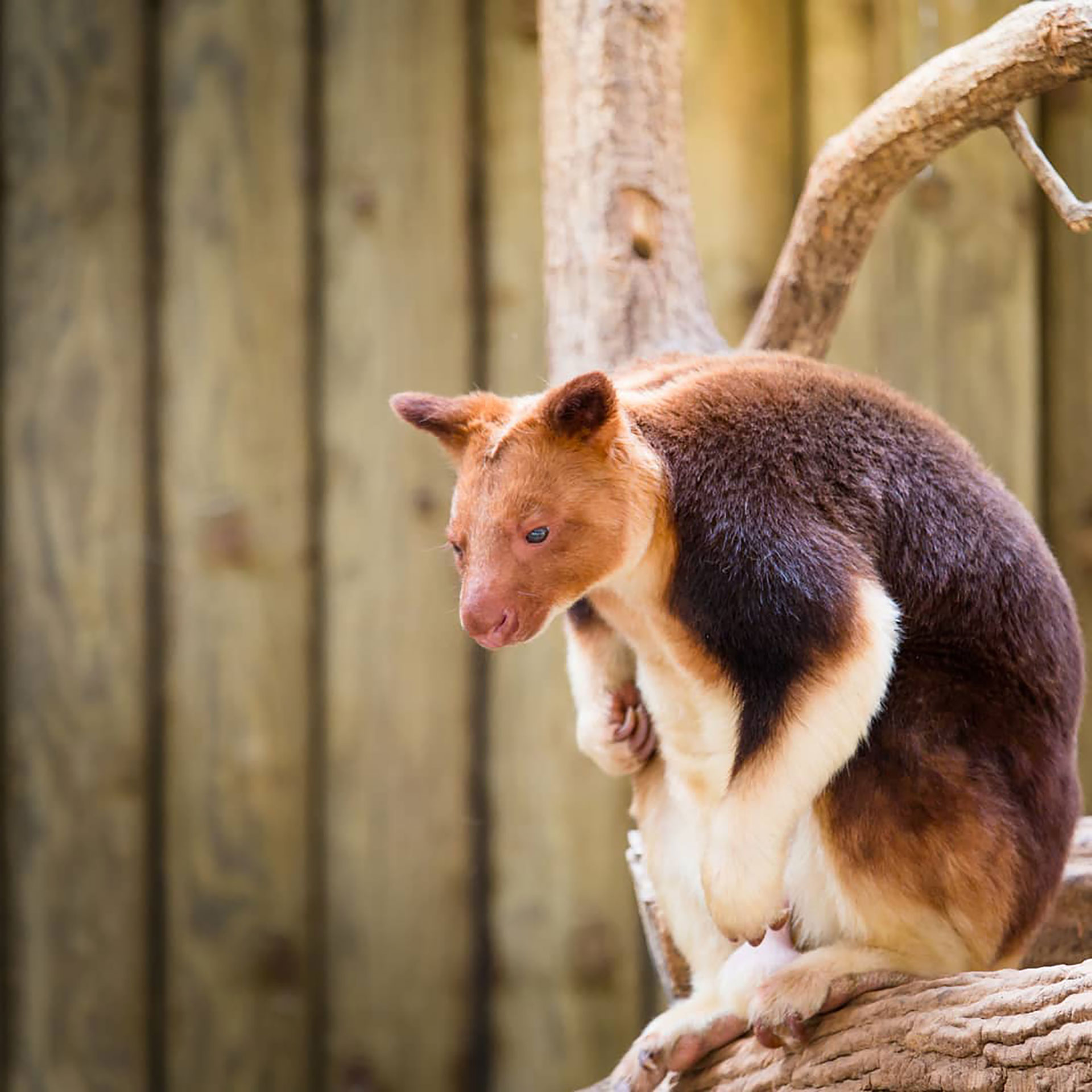 Dendrolagus es un género de marsupiales diprotodontos de la familia Macropodidae conocidos comúnmente como canguros arborícolas, pues se han adaptado para la vida en los árboles (Instagram / @zeeyolq_photos)