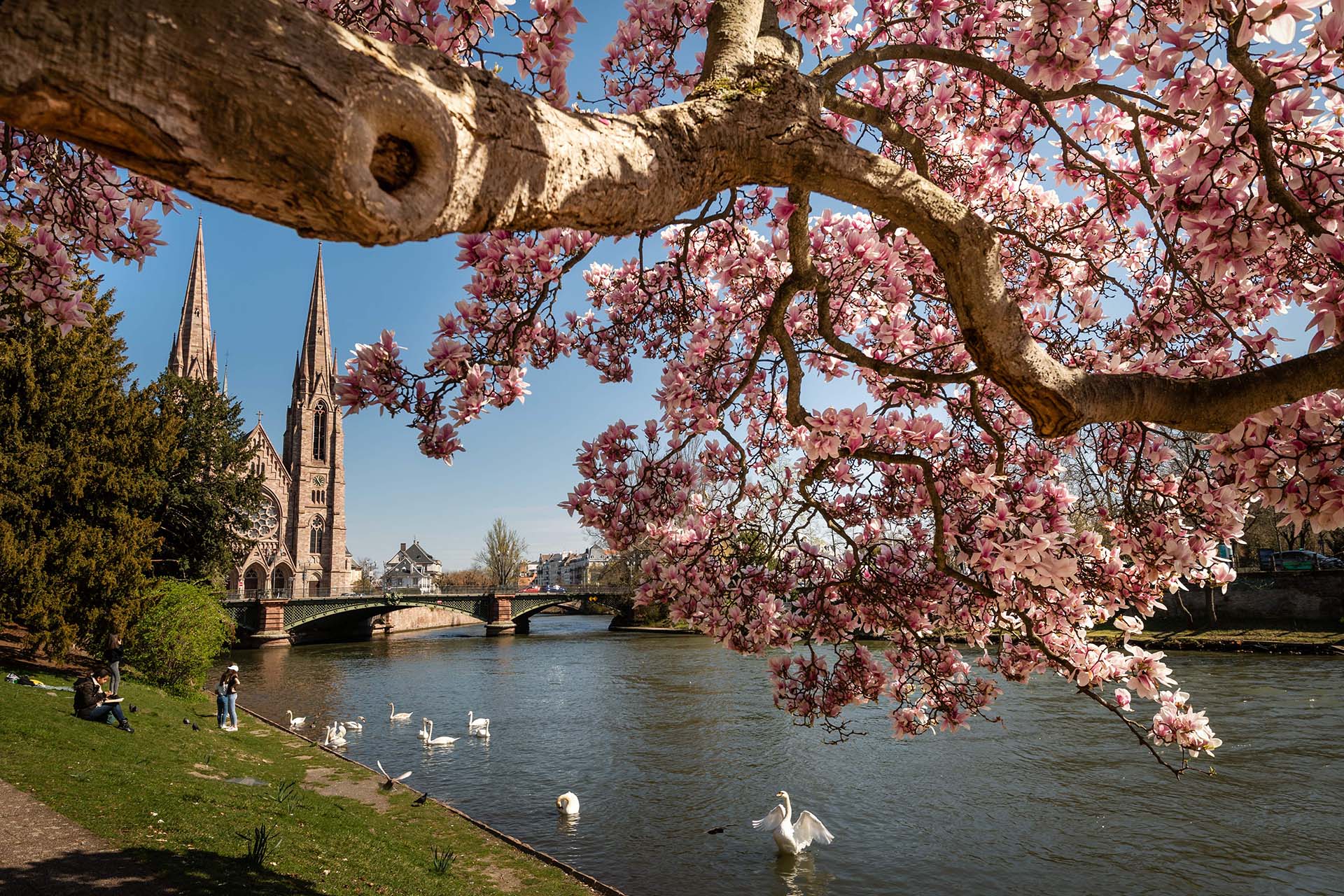 Árboles de magnolia en flor en el centro de Estrasburgo, en el este de Francia el 28 de marzo (Foto: PATRICK HERTZOG/AFP)