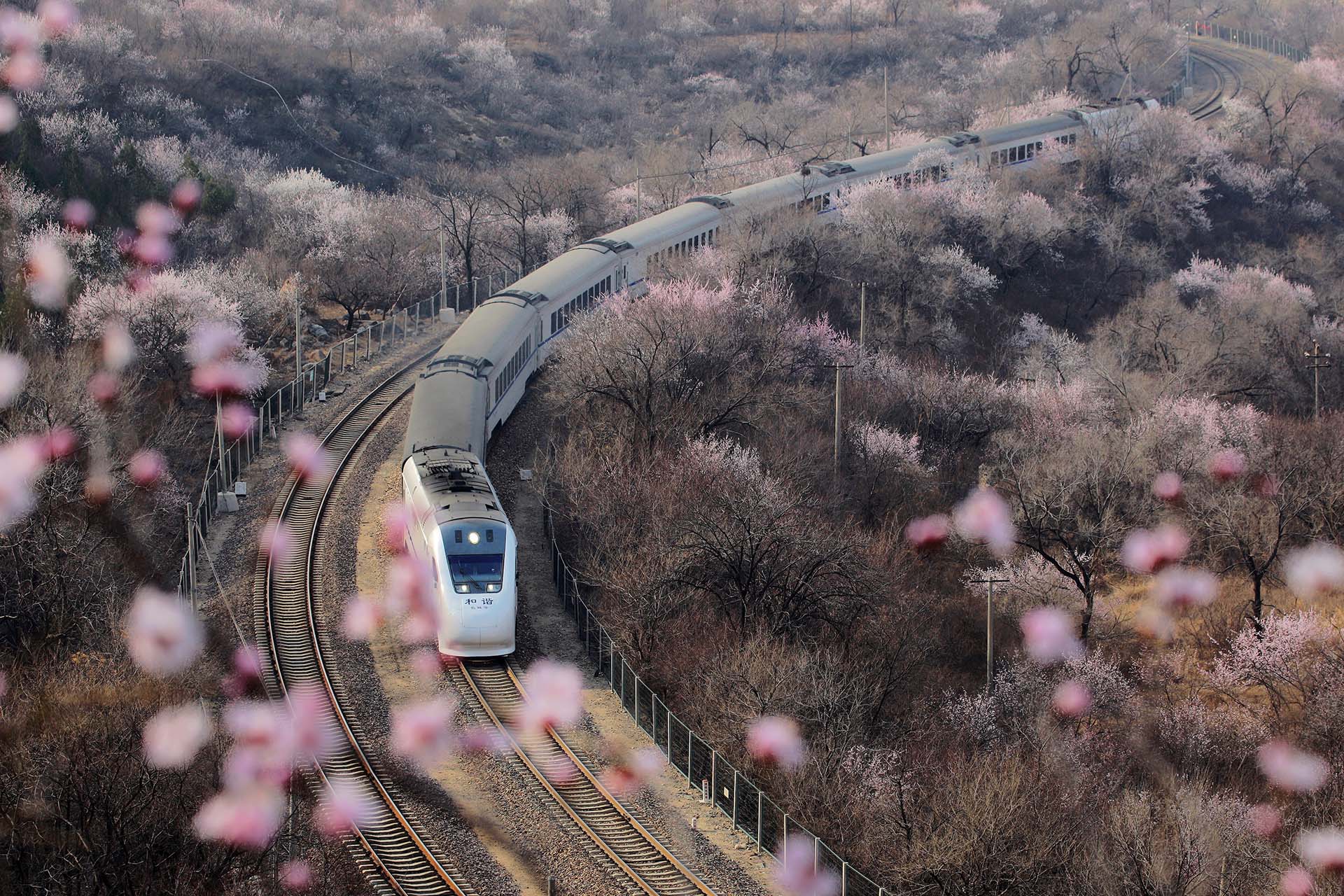 Un tren de alta velocidad visto a través de las flores de un duraznero cerca de Juyonguan, en la Gran Muralla, en el distrito de Changping, Beijing, China, el 18 de marzo de 2019. (Foto: Ding Bangxue / Qianlong.com / Reuters)