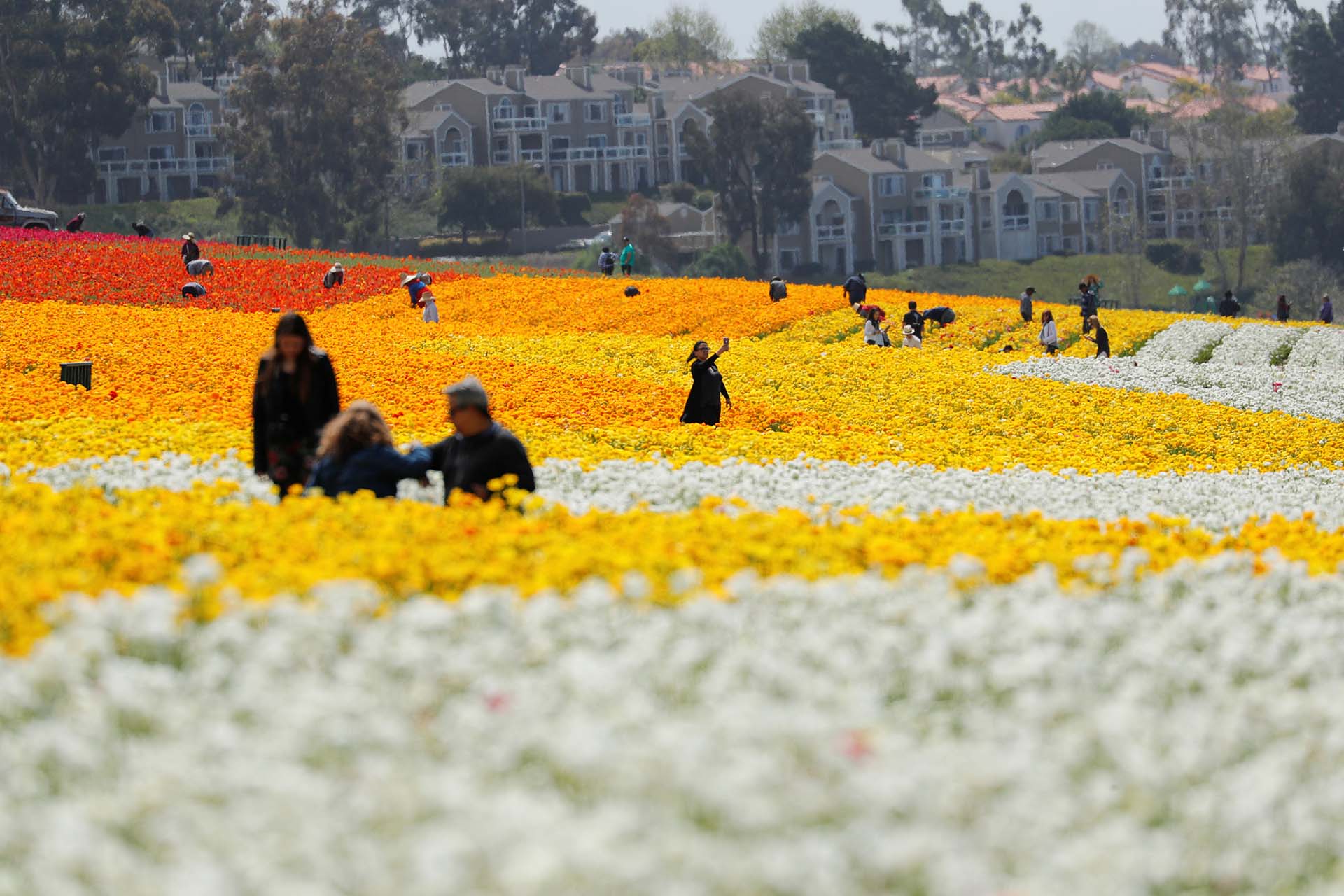 Una mujer posa para una selfie en medio de una campo de 20 hectáreas de flores gigantes ranúnculus Tecolote en Carlsbad, California, el 21 de marzo (Foto: REUTERS/Mike Blake)