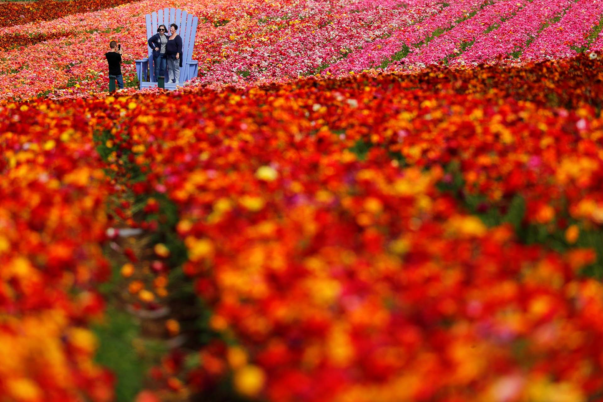 Una pareja de mujeres posa en un campo de flores en Carlsbad, California, el 21 de marzo (Foto: REUTERS/Mike Blake)