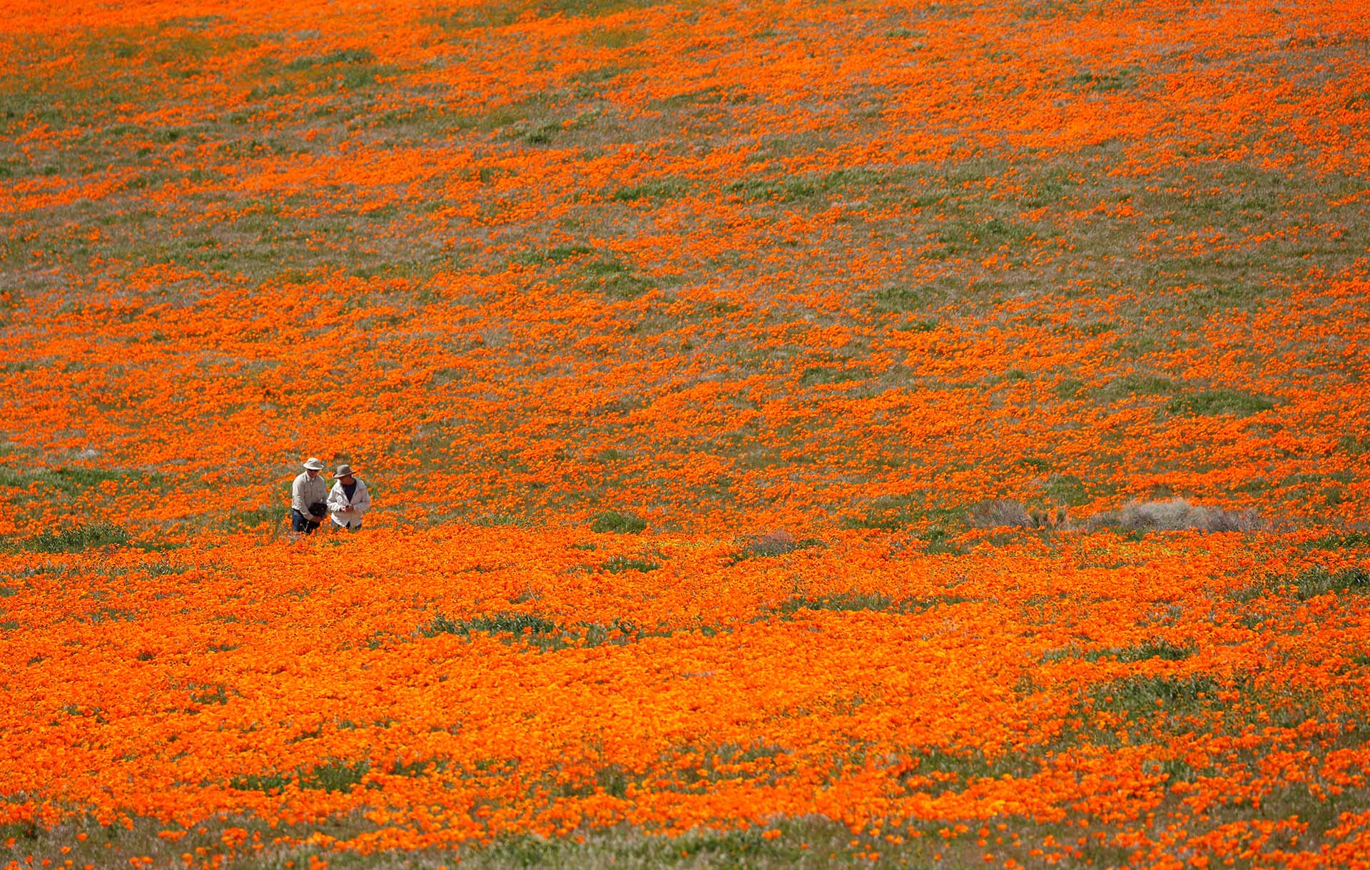 Dos visitantes caminan a través de la Reserva Antelope Valley California Poppy en Lancaster, California, el 26 de marzo (Foto: REUTERS/Mario Anzuoni)