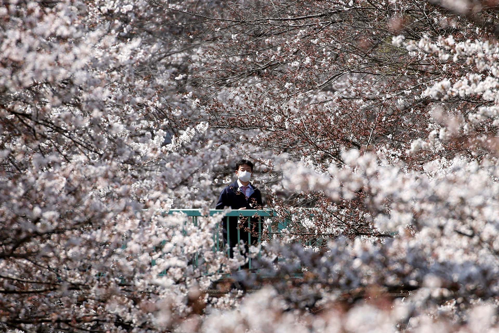 Los típicos cerezos de Tokio, Japón, en su punto máximo de florecimiento, el 27 de marzo de 2019 (Foto: REUTERS / Issei Kato)