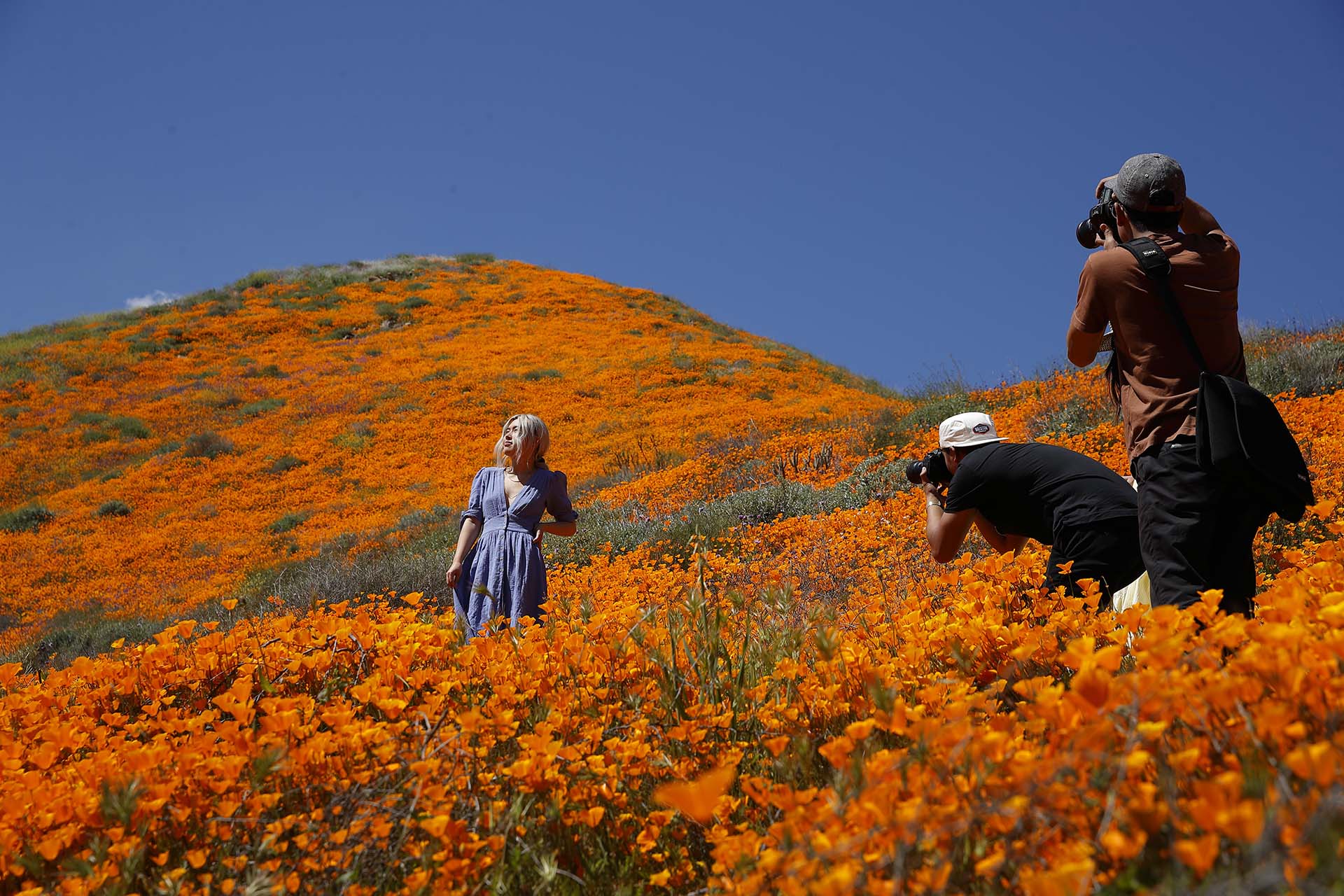 Un mujer posa entre flores silvestres el lunes 18 de marzo en Lake Elsinore, California. Cerca de 150.000 personas acudieron a la localidad, a unos 90 minutos en coche desde San Diego o Los Ángeles (Foto: AP / Gregory Bull)