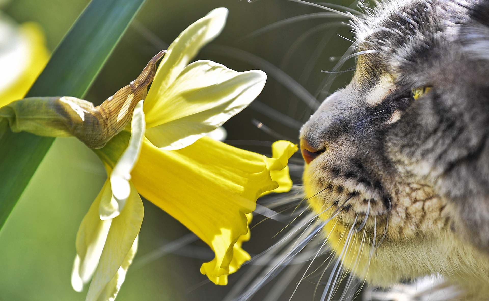 Un gato huele una flor bajo el cálido sol de primavera en un jardín en Gelsenkirchen, Alemania, el viernes 22 de marzo (Foto: AP / Martin Meissner)