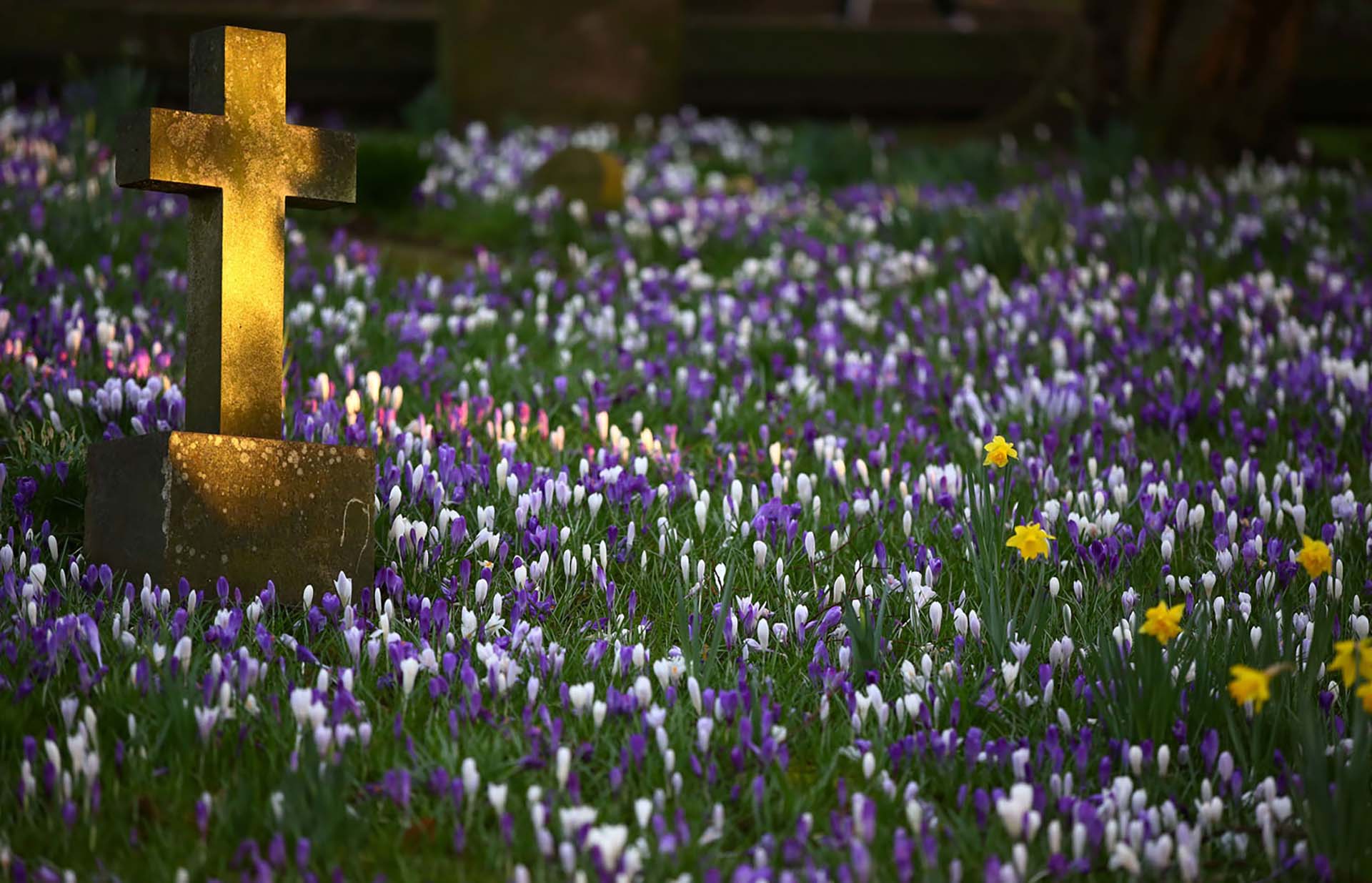 Flores de primavera florecen en un cementerio en una iglesia en Knutsford, Gran Bretaña, a fines de febrero (Foto: REUTERS / Phil Noble)