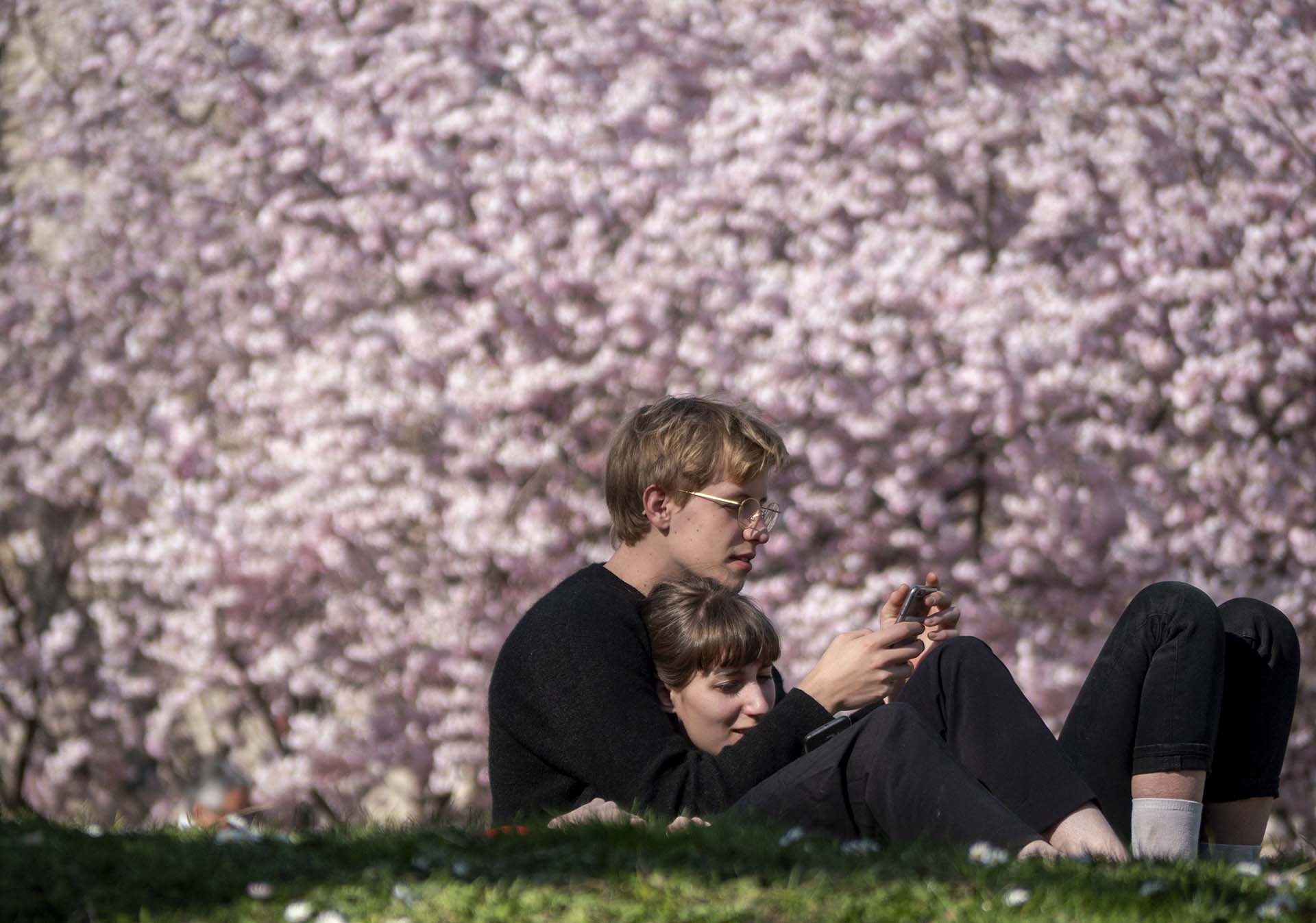 Una pareja disfruta del sol primaveral cerca de un floreciente árbol de cerezo japonés en el Stadtpark en Viena el 22 de marzo (Foto: JOE KLAMAR / AFP)