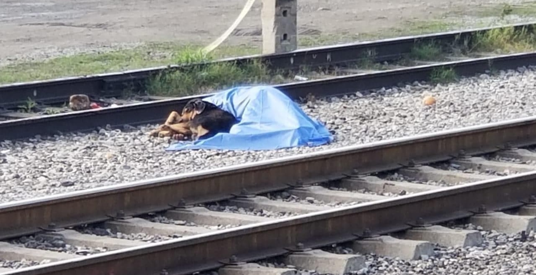 Un hombre de 57 años fue arollado por el tren en la Vía Tampico y calle Escobedo, en el Barrio La Estación, en Montemorelos, Nuevo León, sin embargo el perro fiel no quertía separarse de su lado a pesar de que había muerto Foto: (Facebook)