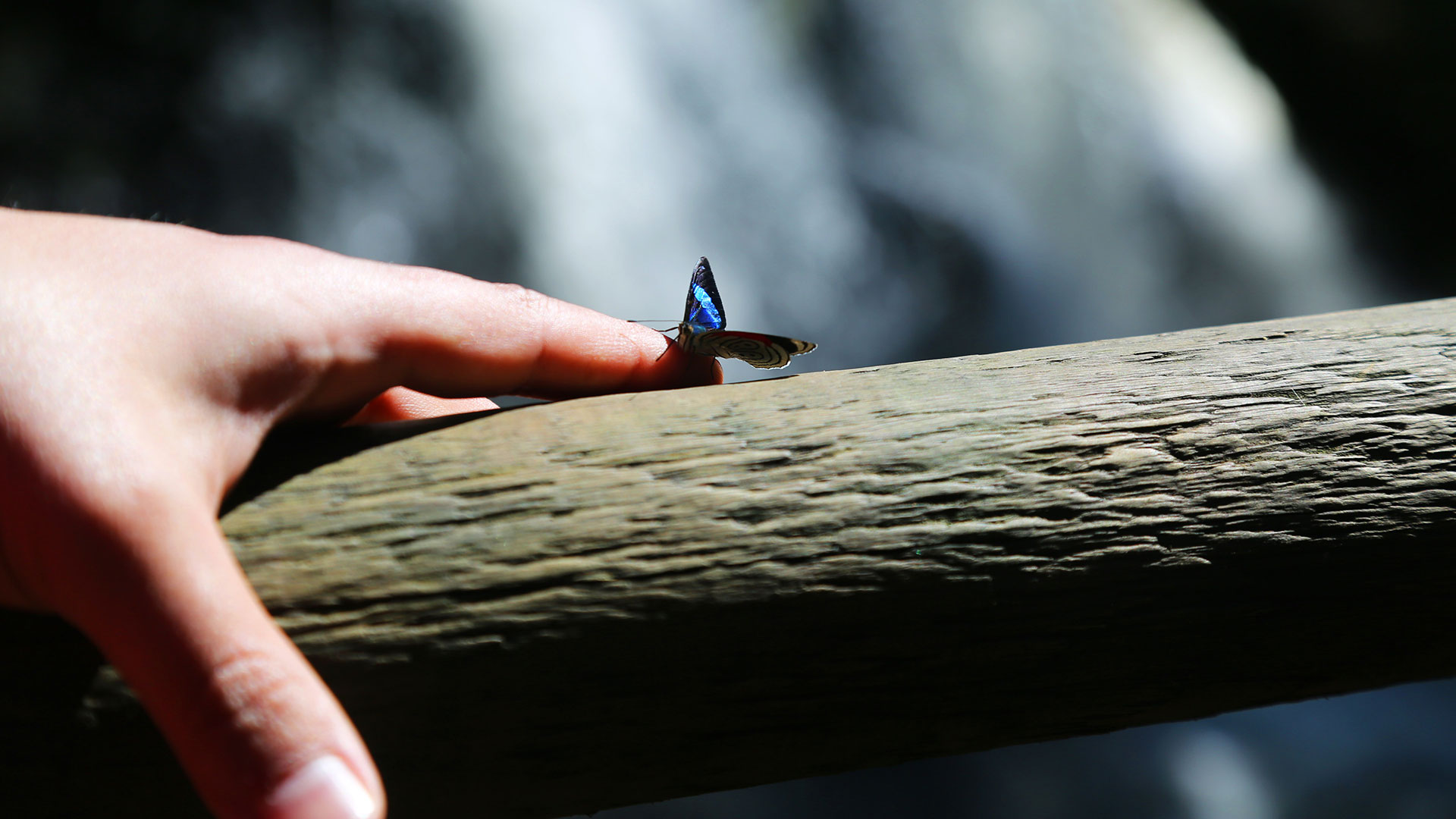 Con pasillos de metal y madera bien construidos, similares a los del glaciar Perito Moreno, se puede pasear por el bosque lluvioso esmeralda, cruzar el apresurado Río Iguazú y admirar los miradores justo al borde del precipicio