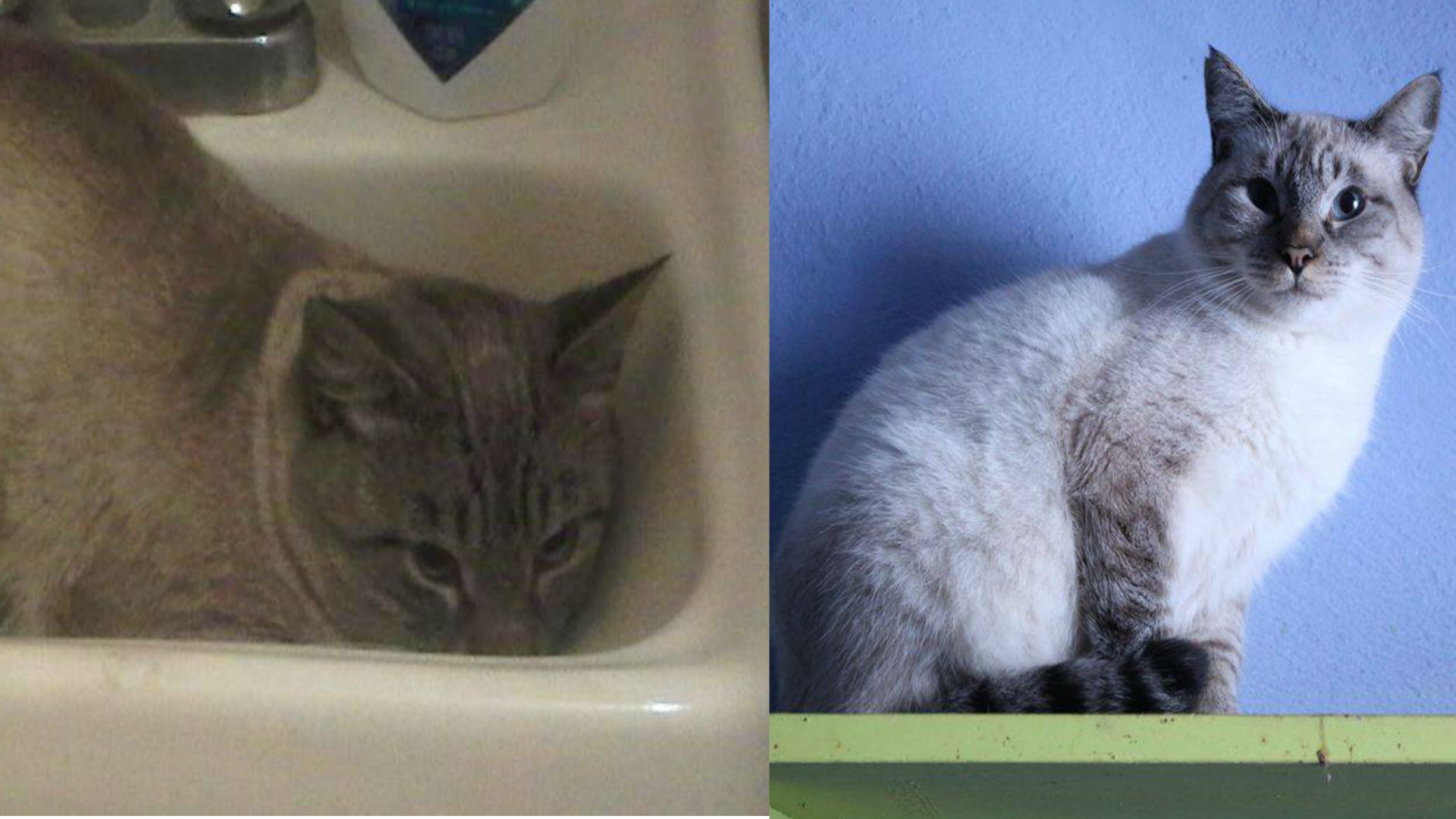 Este gato obtenía su comida en botes de basura (Foto: Especial)