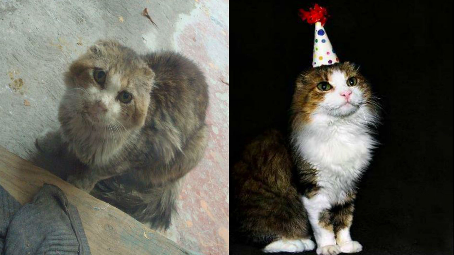 Pasó sus últimos días en un hogar feliz (Foto: Especial)