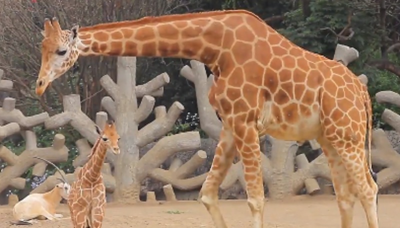 La UICN informó en 2016 que la jirafa se encontraba en grave peligro de extinción. Jirafifíta es el segundo ejemplar que nace en el parque en un período de dos años (Foto: Secretaría de Medio Ambiente)