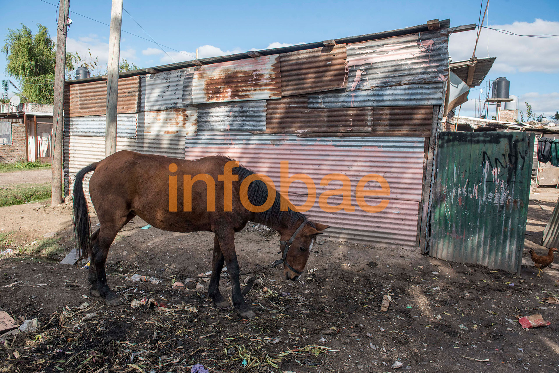 El caballo que utilizan para juntar desechos que luego queman en un tacho