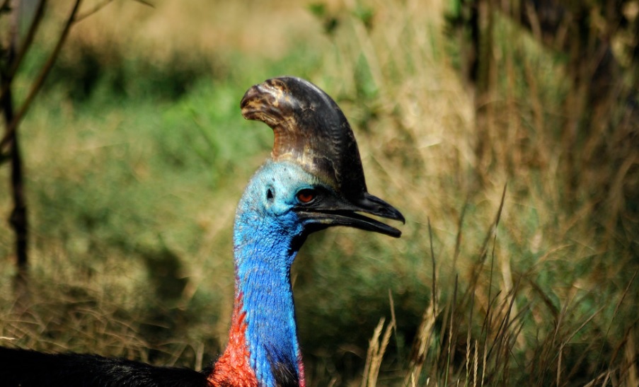 El accidente se produjo cuando el propietario alimentaba a sus animales (Foto: especial)