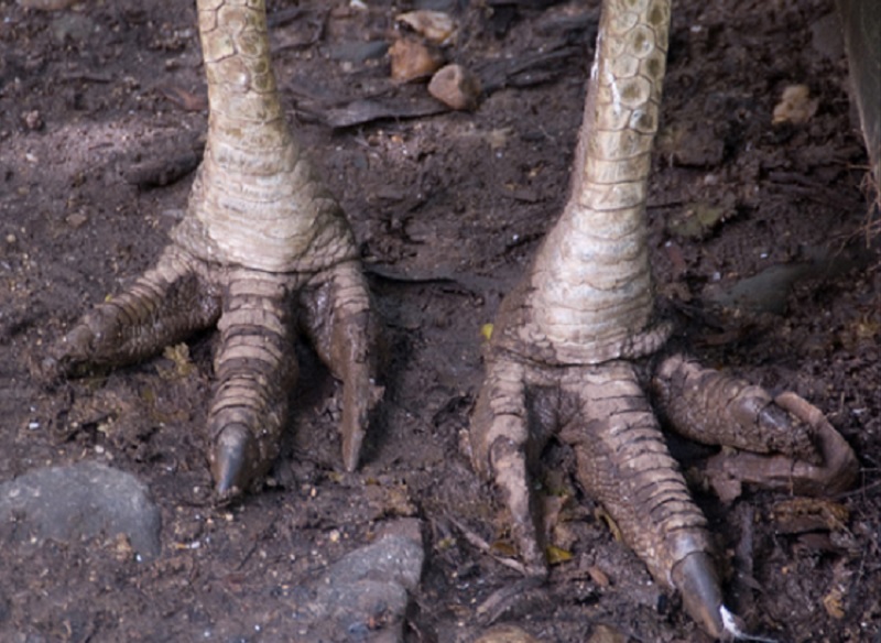 Las uñas que poseen en sus pies parecen dagas y son muy peligrosas (Foto: especial)