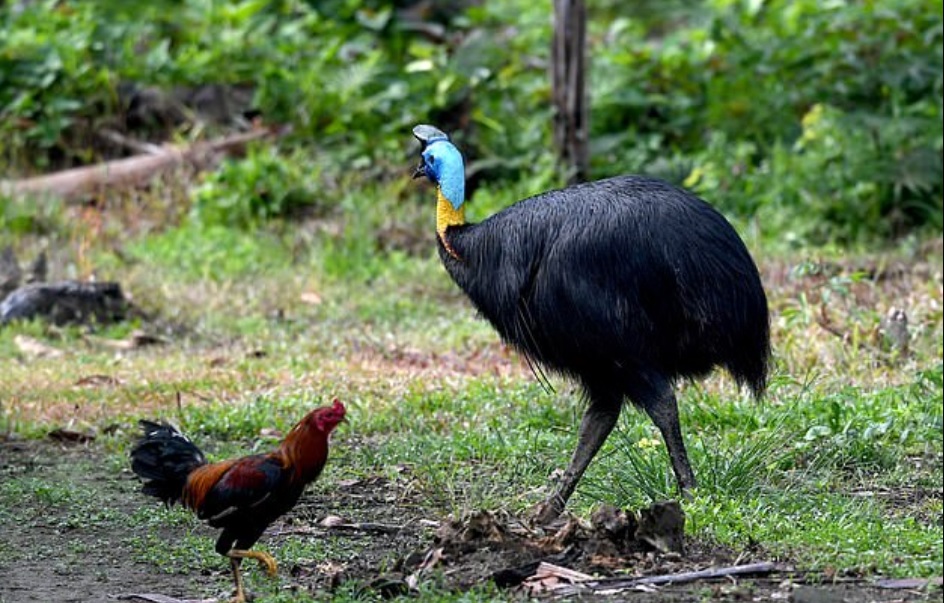 Aunque son considerados animales tranquilos e introvertidos, su patada puede ser letal, y atacan cuando se sienten acosados (Foto: AFP)