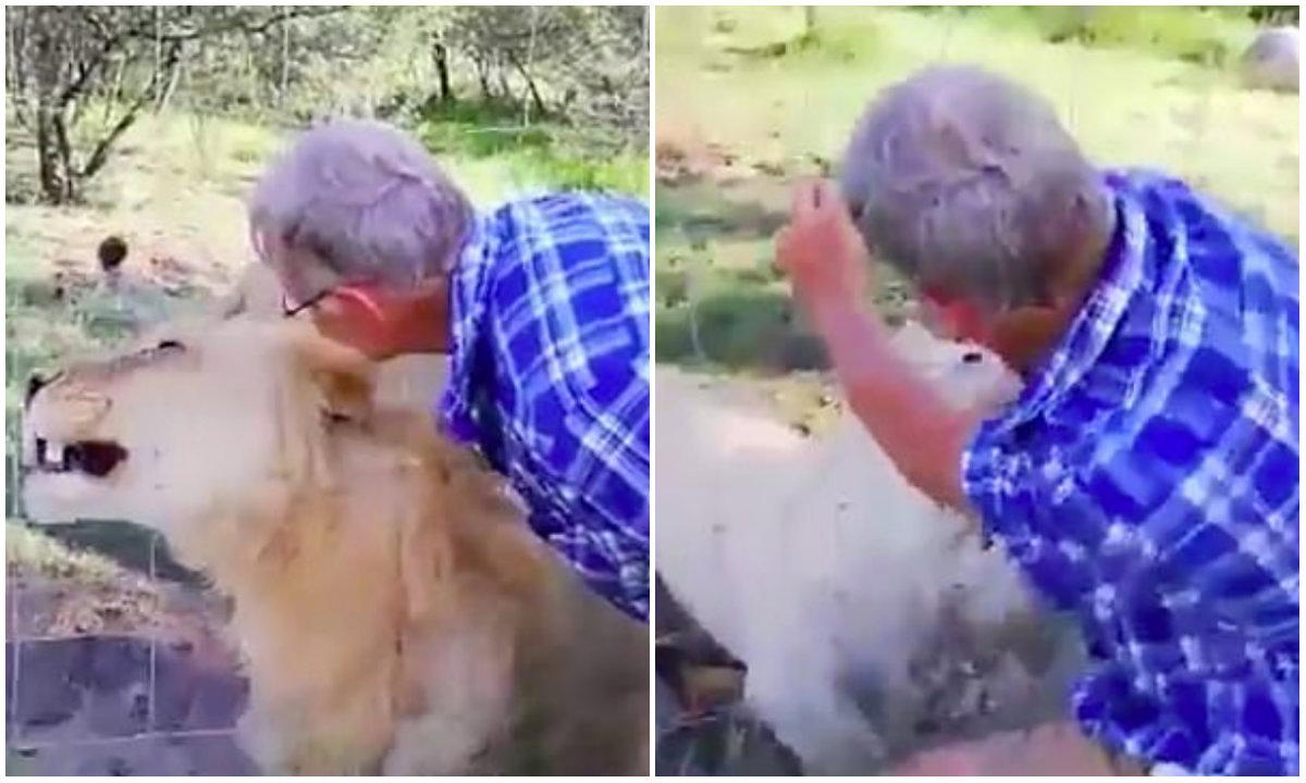 Pieter Nortje, de 55 años, estaba de vacaciones con su esposa Ilze en una reserva de caza en Virginia, Sudáfrica, cuando decidió acariciar a los leones mientras ella lo filmaba (Foto: Captura de pantalla)